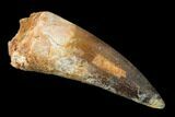 Bargain, Spinosaurus Tooth - Real Dinosaur Tooth #136245-1